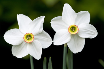 White Narcissus flowers of the European mountains