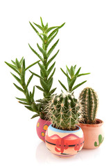 Prickly cactuses and succulent