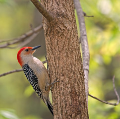 Red-bellied Woodpecker, Melanerpes carolinus