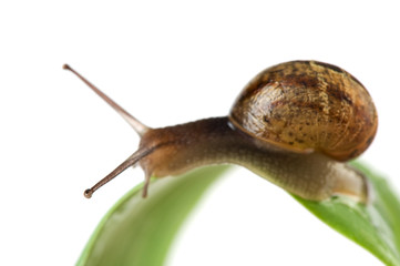 Snail on leaf