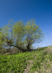 Obraz premium Spring