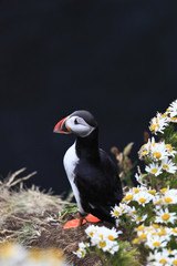Puffin on a ledge in Iceland