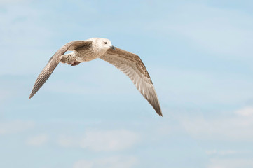 Fototapeta na wymiar flying young seagull