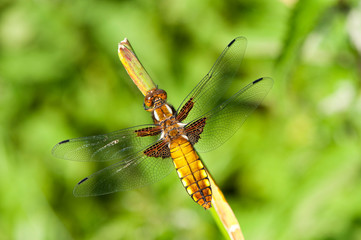 a resting dragonfly on a plant-libellula depressa