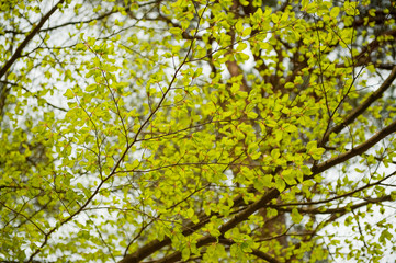 Young leaves