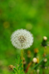 たんぽぽ