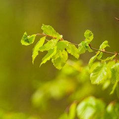 Young leaves
