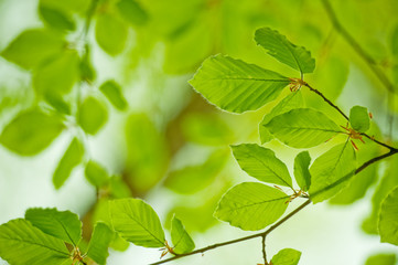 Young leaves