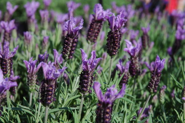 Lavanda
