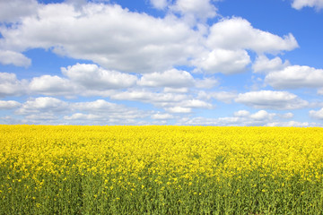 Obraz premium kolorowy wiosenny dzień
