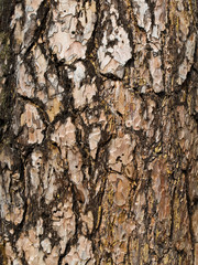 bark background