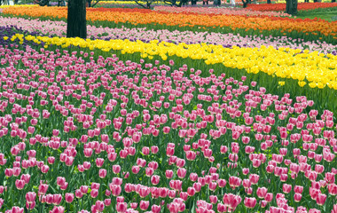 Flower bed of beautiful tulips, during the season of spring