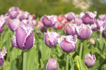 Obraz premium Spring tulips