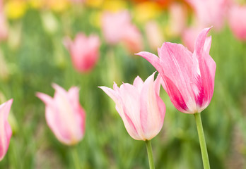 Obraz na płótnie Canvas Blooming tulip closeup