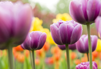 Blooming tulip closeup