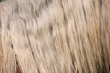 Crinière CHEVAL - détail