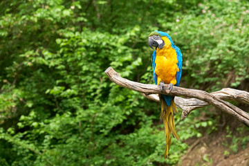 Fototapeta na wymiar macaw on the branch