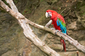Naklejka na ściany i meble macaw on the branch