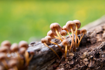 Mushrooms