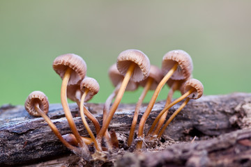 Mushrooms