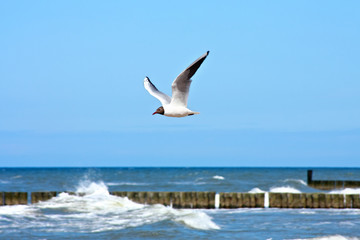 Flying seagull