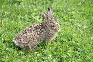 Small little hare