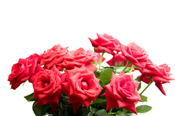 Fototapeta premium Red roses