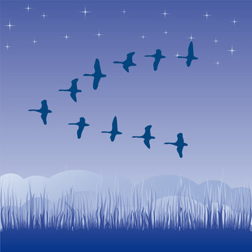 Birds migratory vector illustration cartoon