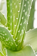 aloe vera on white background