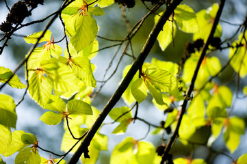 Young leaves