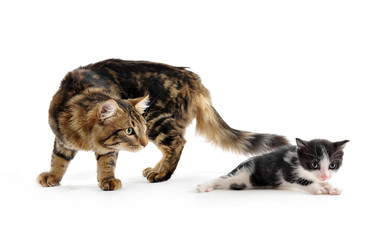 chat et chaton