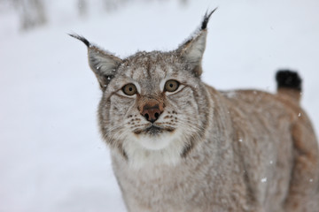 A Male Lynx in Norway