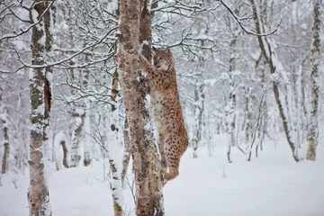 Gordijnen A Female Lynx climbs a tree © jamenpercy