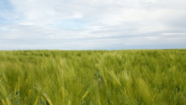 fillette courant dans les bl&eacute;s