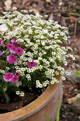 Margeriten im Terrakotta Blumentopf