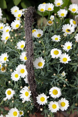 Margeriten im heimischen Garten