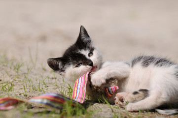 Schwarz weisses Kätzchen am spielen