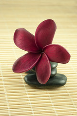 Tropical frangipani on black stone