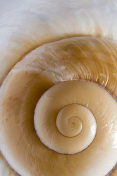 Shell (background)