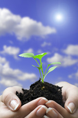 hands and seedling