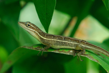 Anolis auratus - (Polychrotidae sauria)