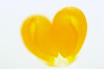 heart shape pollen of orchid under microscope isolated on white