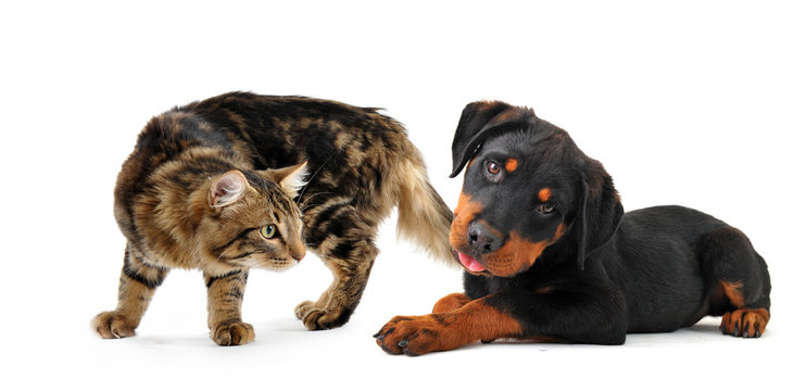 chat et chiot rottweiler