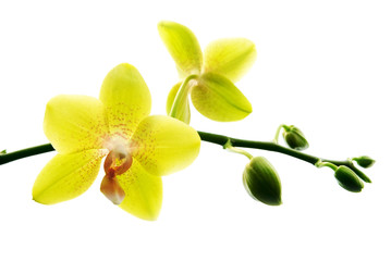 Naklejka na ściany i meble Fresh yellow orchids isolated on white background