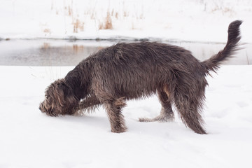 irish   wolfhound