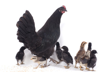 poule noire et ses poussins