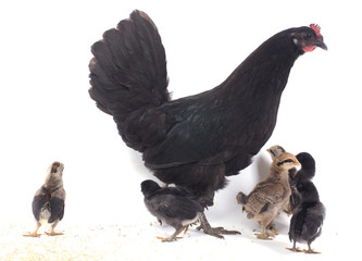 poule noire et ses poussins