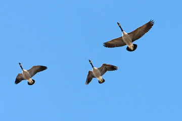 canard