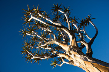Quiver Tree against blue sky