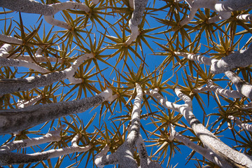 Quiver Tree against blue sky